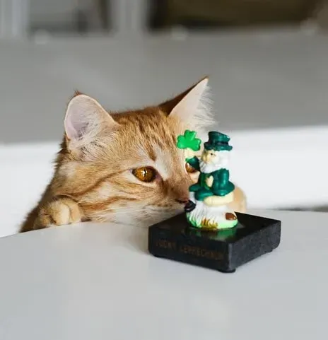 Why Object Permanence in Cats Is Such a Big Deal (Image Credits: Pexels)