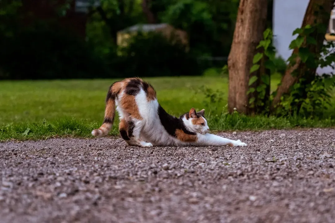Stretching Those Paws (Image Credits: Unsplash)