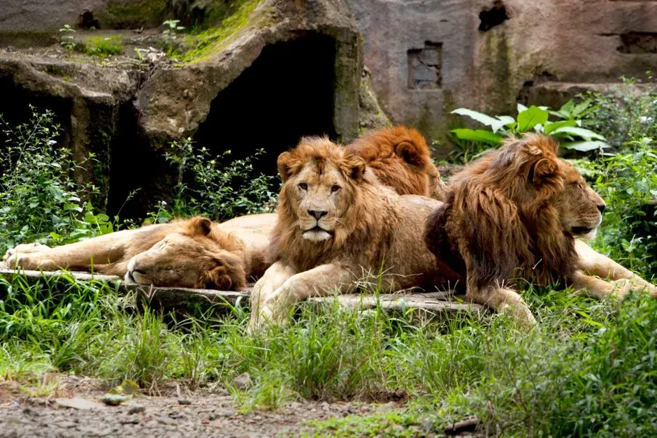 #5 Leo: The Pride Leader Who Needs an Audience (Image Credits: Pexels)