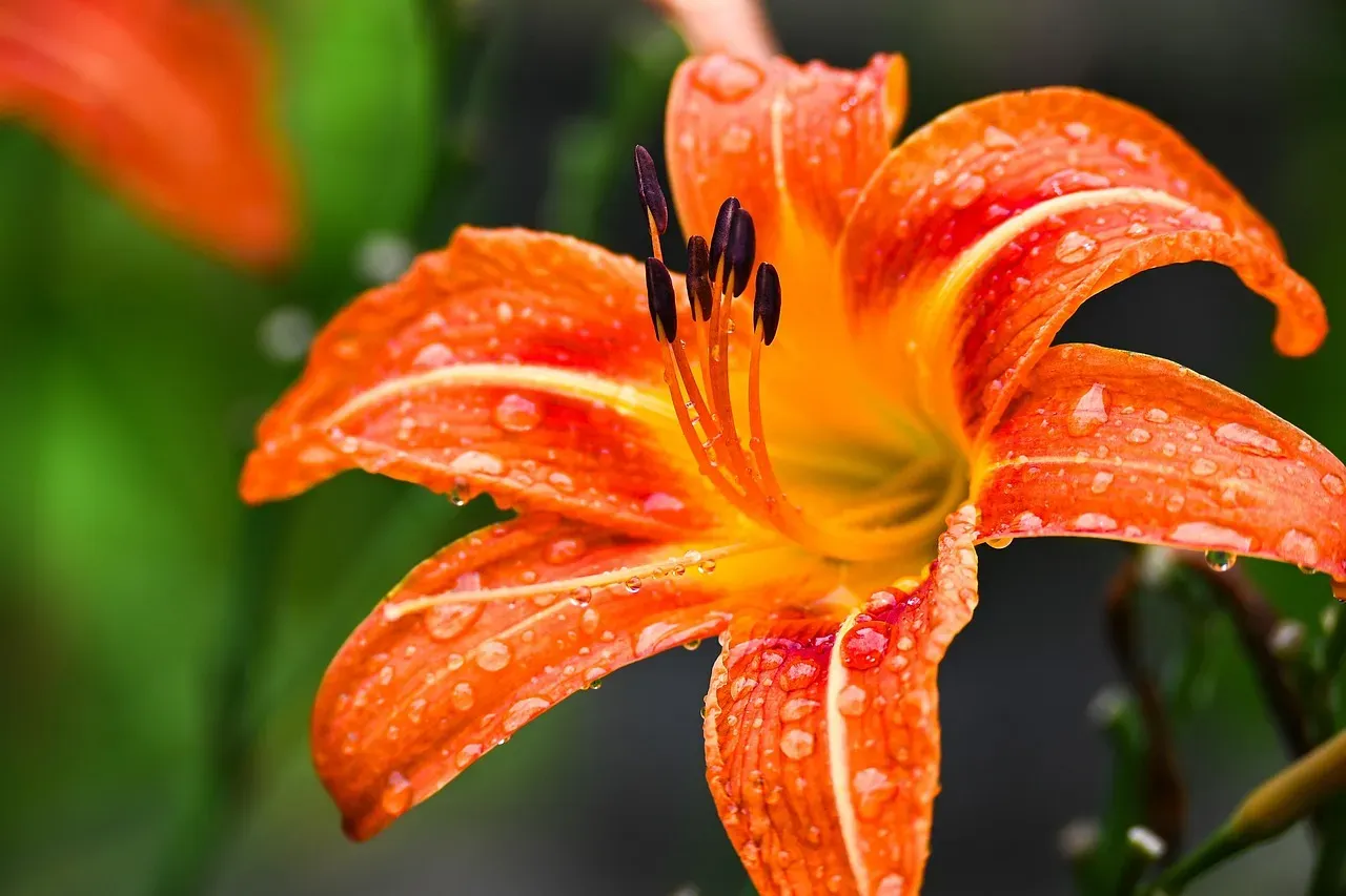Lily Flowers and Plants (Image Credits: Pixabay)