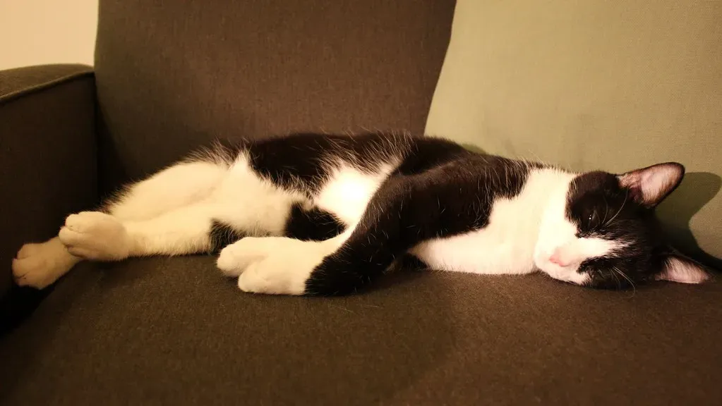 Dreams and Twitches: What Happens in Your Cat's Sleeping Mind (Image Credits: Flickr)