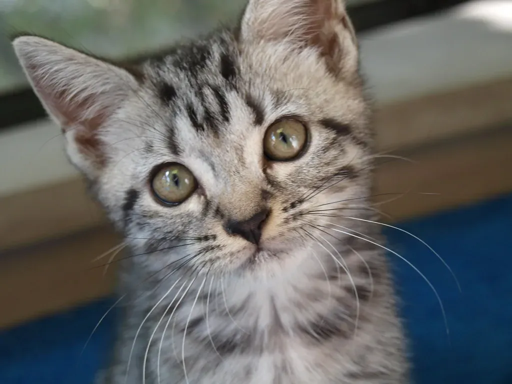 Sagittarius: The Adventurous American Shorthair Calls Your Name (Image Credits: Flickr)