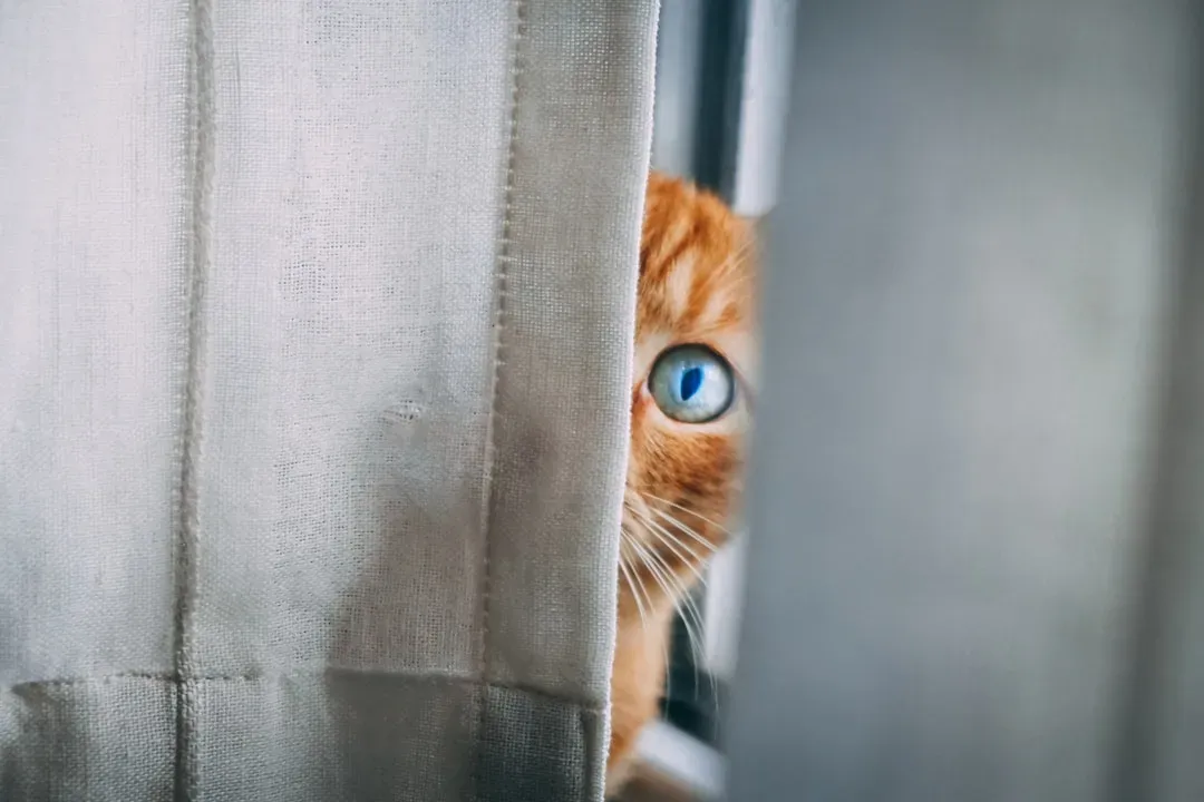 5. Behind the Curtains (Image Credits: Unsplash)