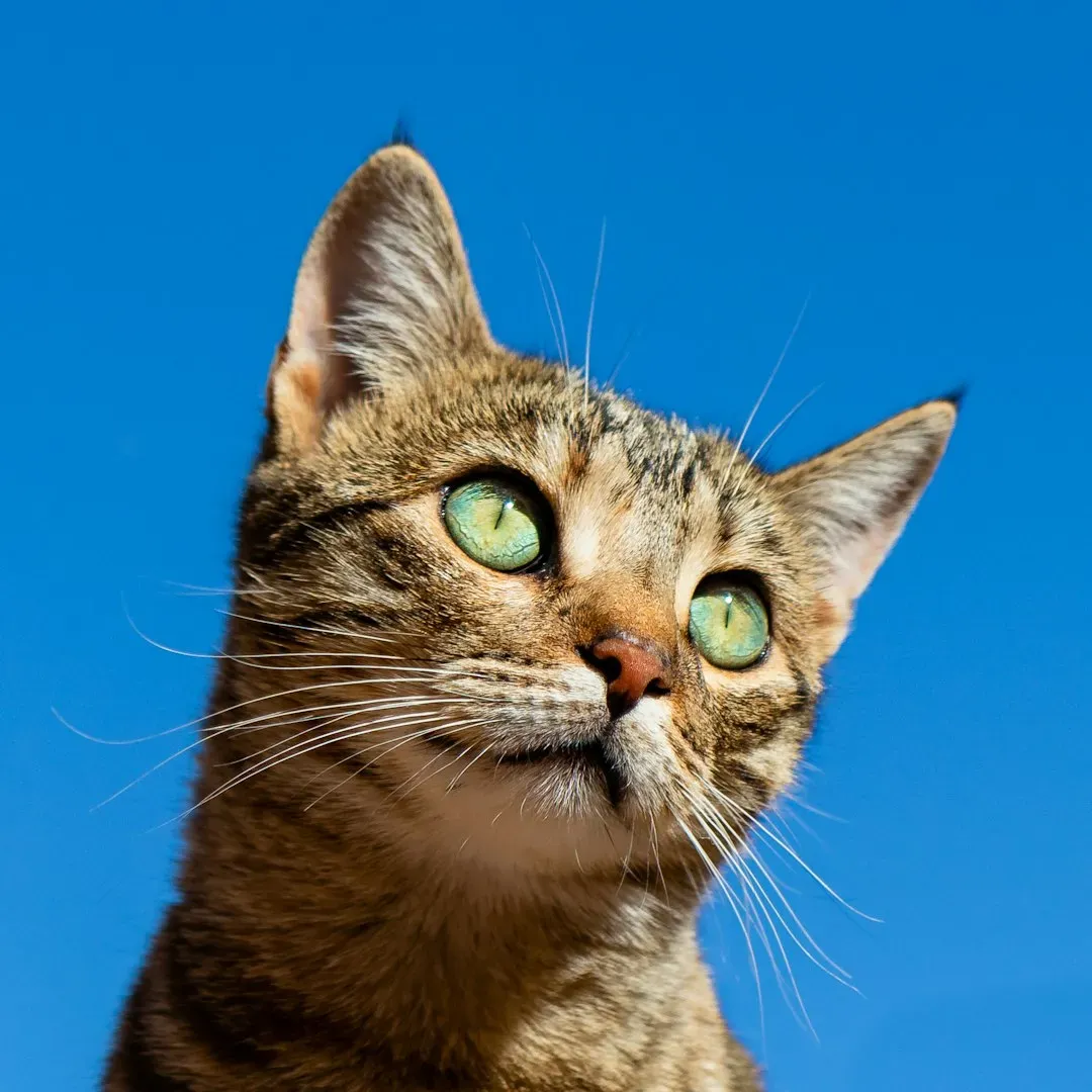 The Evolutionary Origins of Feline Independence (Image Credits: Unsplash)