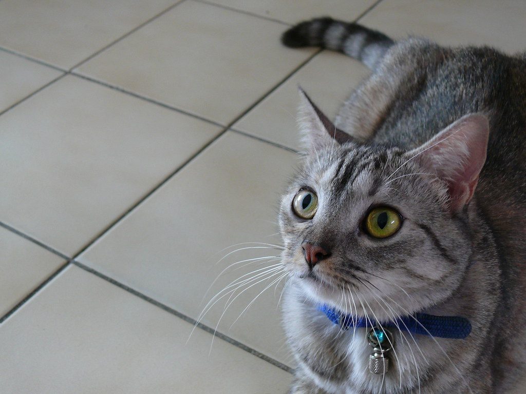 Environmental Familiarity: Monitoring Their Territory (Image Credits: Flickr)