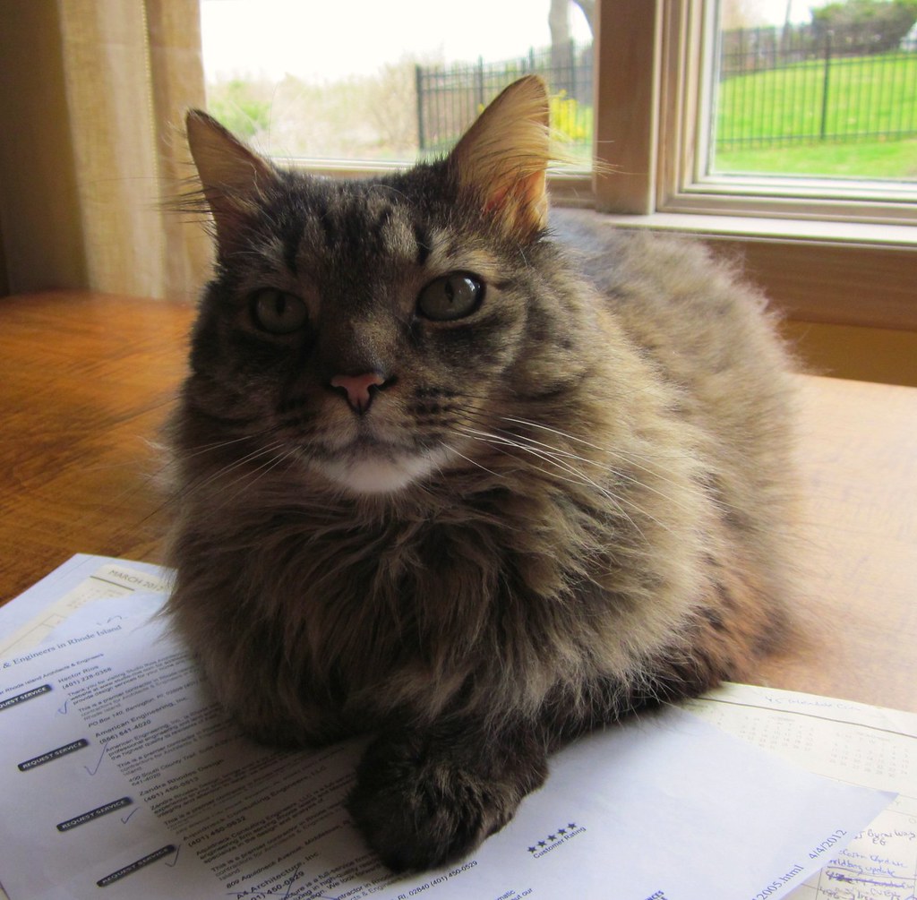 Maine Coon - The Gentle Giant with Attitude (Image Credits: Flickr)