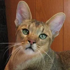 6. Chausie: The Jungle Cat in Your Living Room (By PiBeseth, CC0)