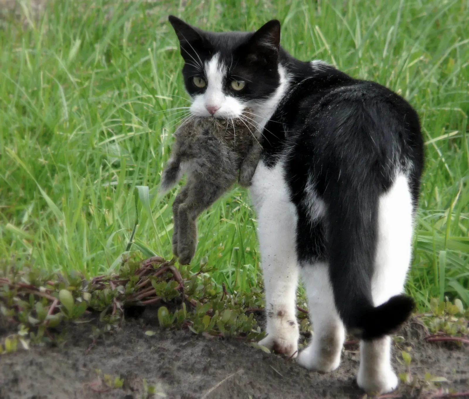 #8 Bringing home dead prey is a gift (Fred + 1/2 rabbit, CC BY-SA 2.0)