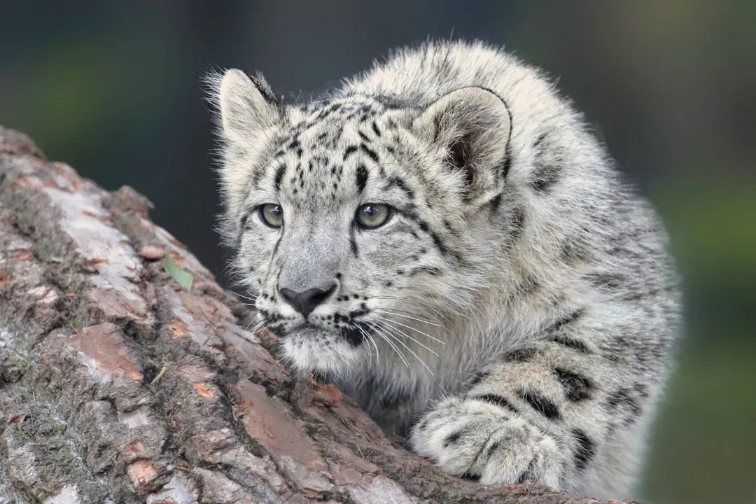 Scorpio: Snow Leopard (Image Credits: Unsplash)