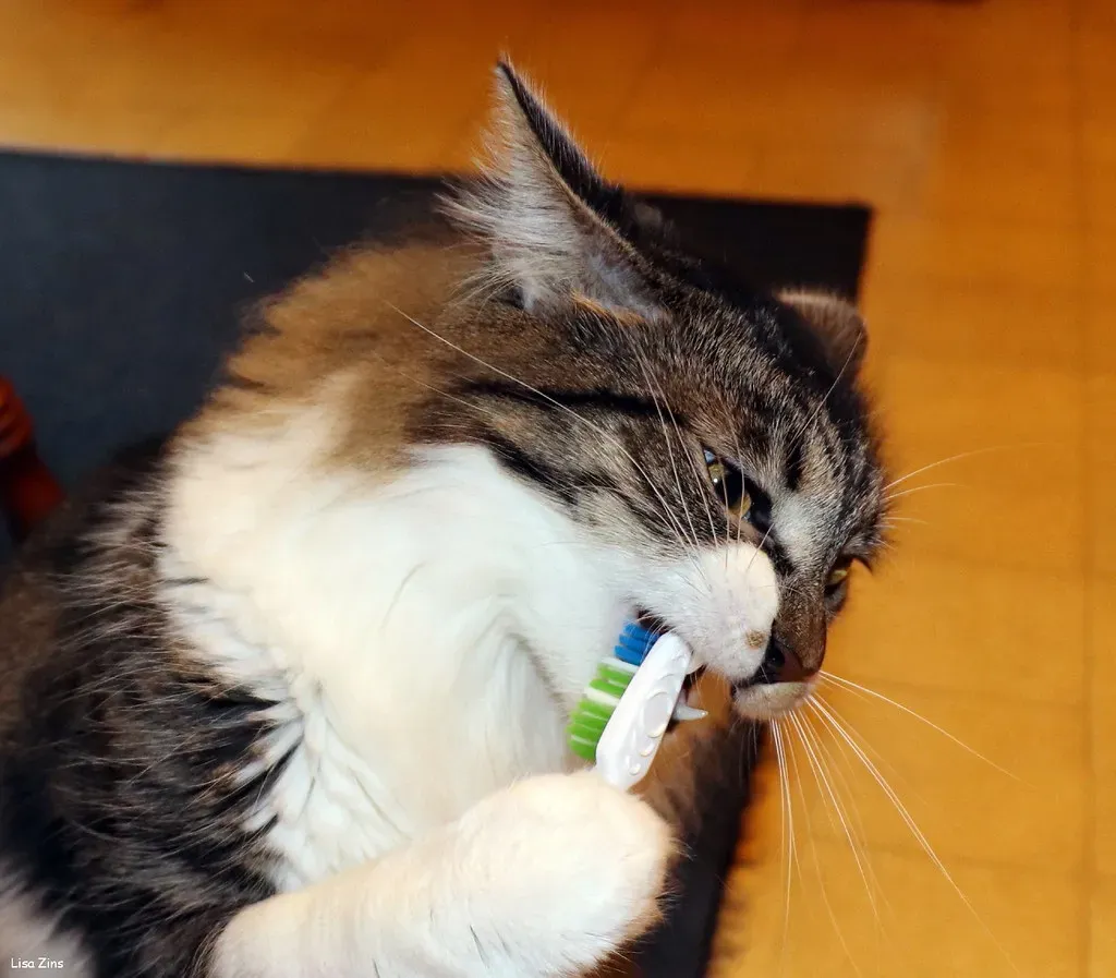 Misconception #4: Cats Don't Need Their Teeth Cleaned (Image Credits: Flickr)