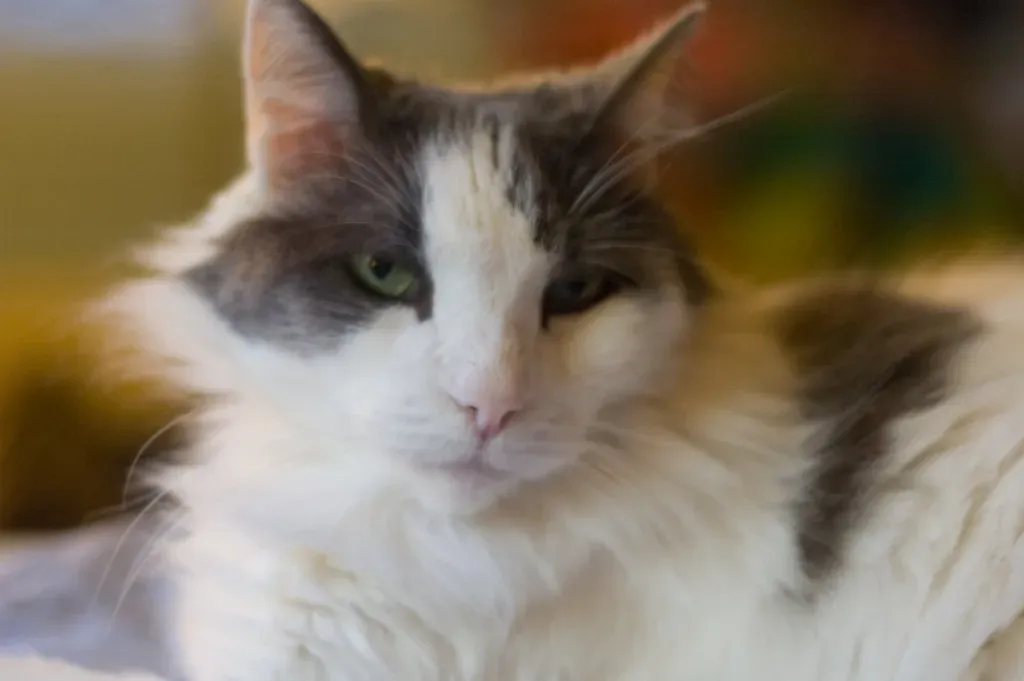 Age and Energy Levels Shape What Your Cat Wants (Image Credits: Flickr)