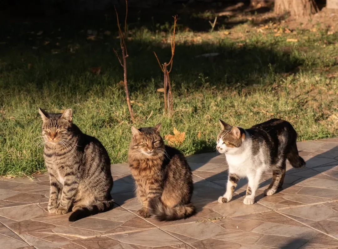 Cats Are Not the Lone Rangers You Think They Are (Image Credits: Unsplash)