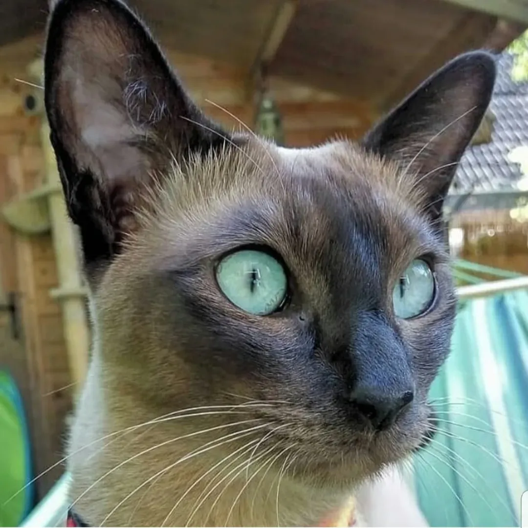 11. The Tonkinese: The Social Butterfly with Aquamarine Eyes (Image Credits: Wikimedia)