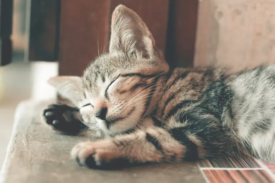 Yes, Your Cat Actually Dreams - Here Is the Proof (Image Credits: Pexels)