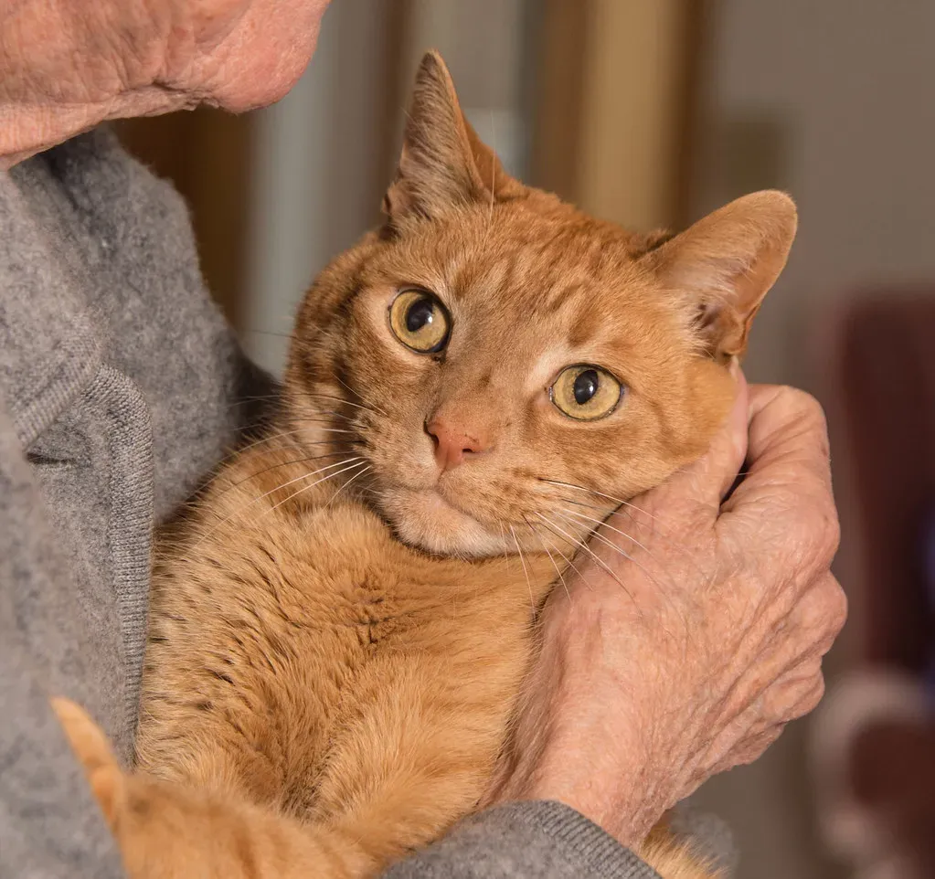 Picking Them Up Without Warning (Image Credits: Flickr)