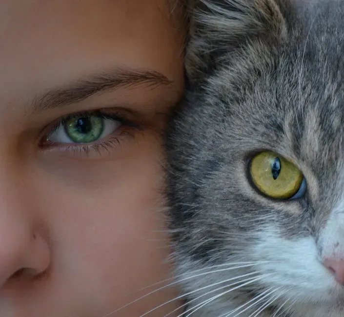 Cats Can Even Emotionally Read Your Face (Image Credits: Pexels)