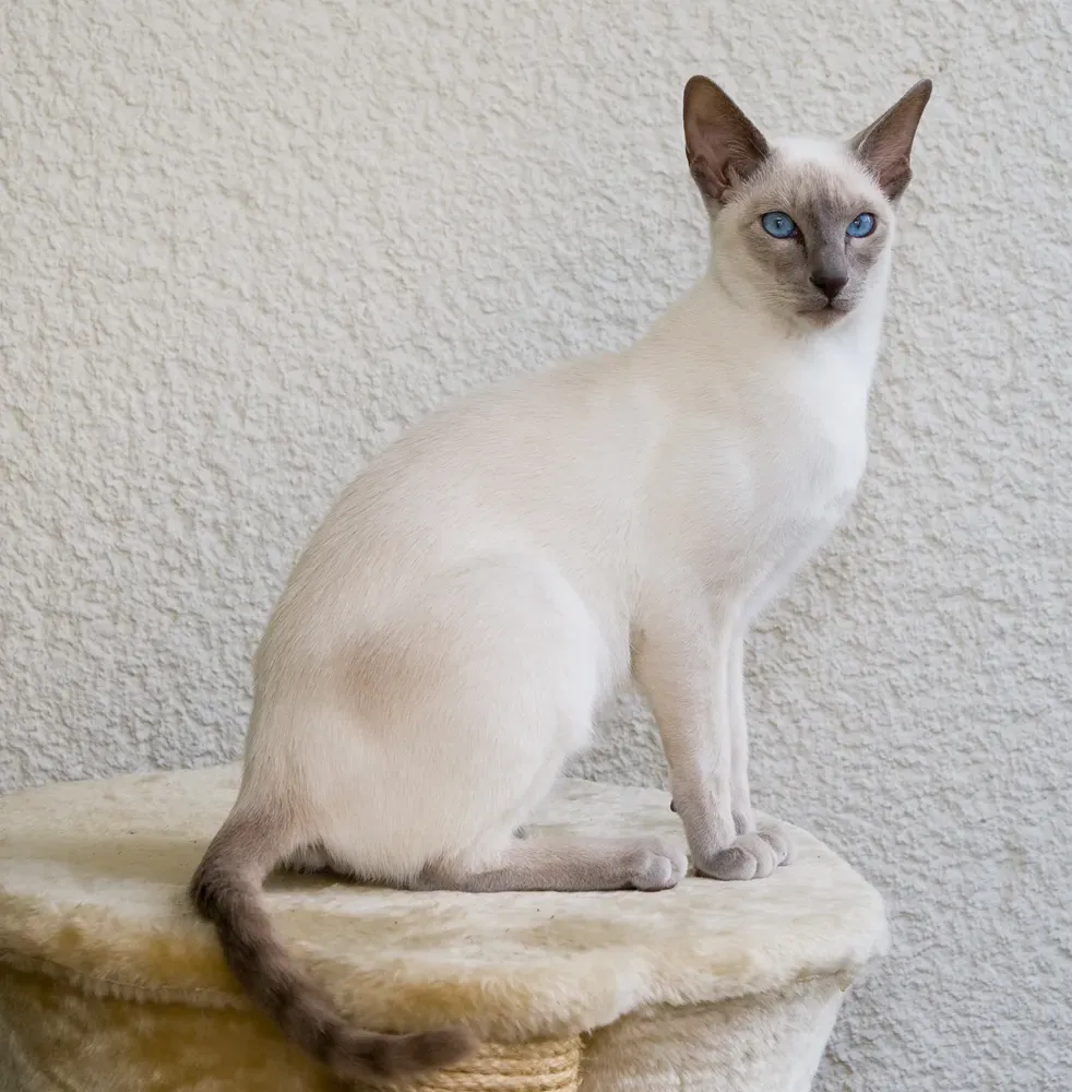 #2 Siamese (By Karin Langner-Bahmann, upload von Martin Bahmann, CC BY-SA 3.0)