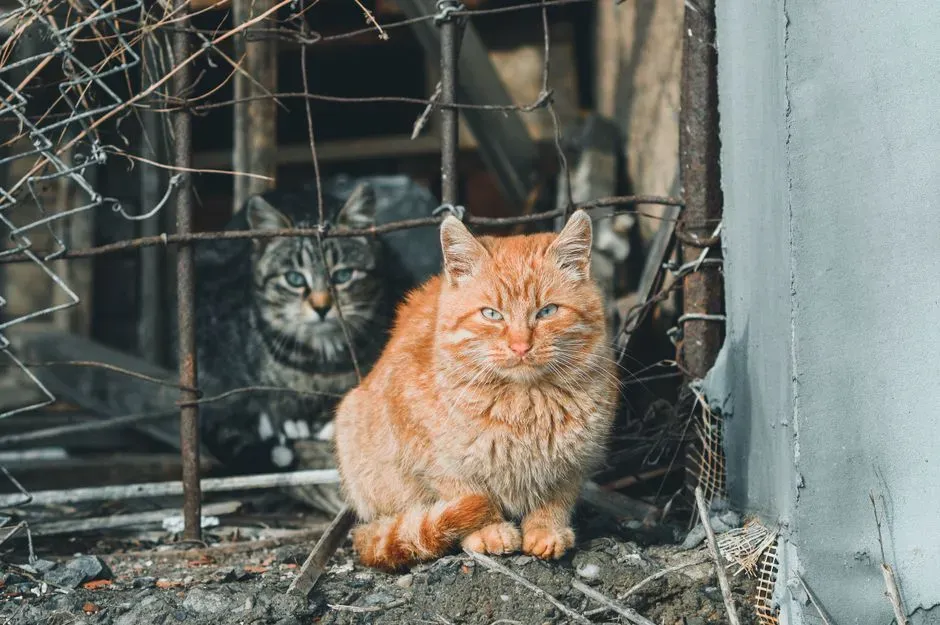 #4 They defend a smaller area more intensely (Image Credits: Pexels)
