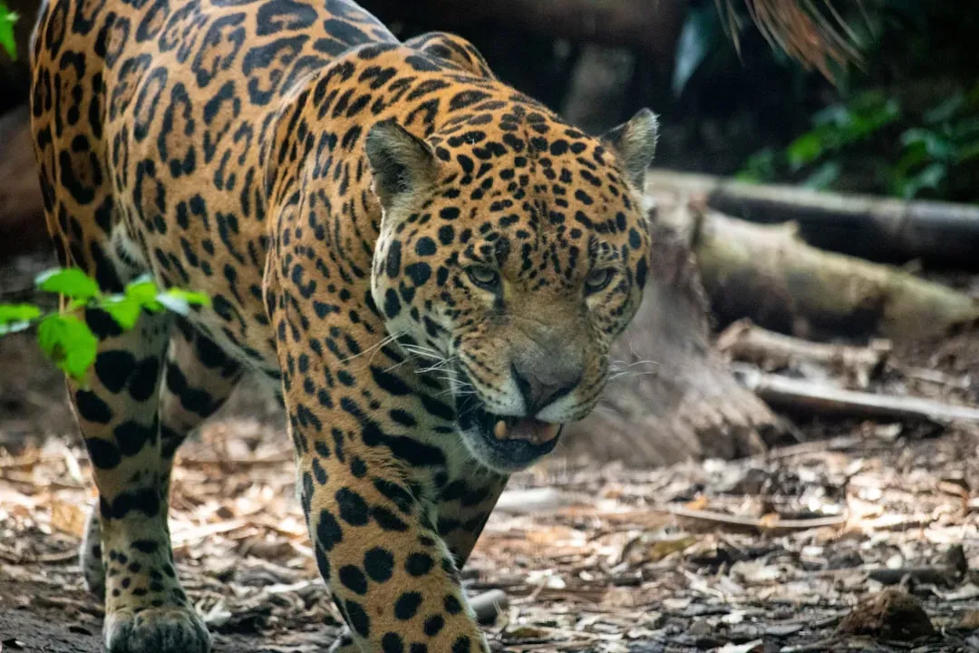 You Usually Expect Throat Holds, But Jaguars Aim For the Skull (Image Credits: Unsplash)