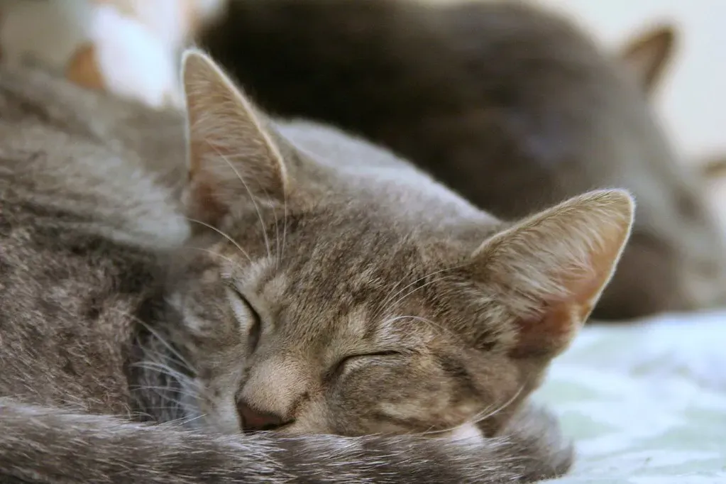 Sleeping By Your Feet: Independent Yet Bonded (Image Credits: Flickr)