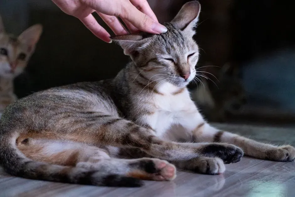 8. Letting You Touch Their Paws, Ears, or Other Sensitive Spots (Image Credits: Pexels)