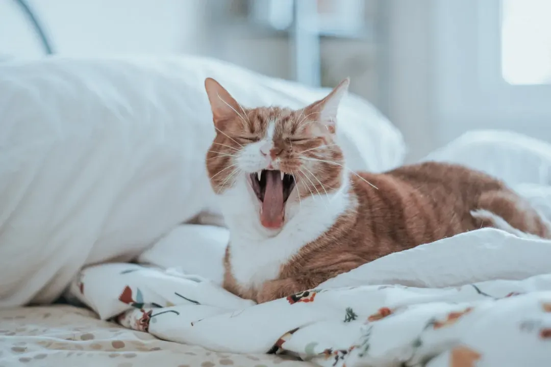 #7 Hissing is aggressive behavior (Image Credits: Unsplash)