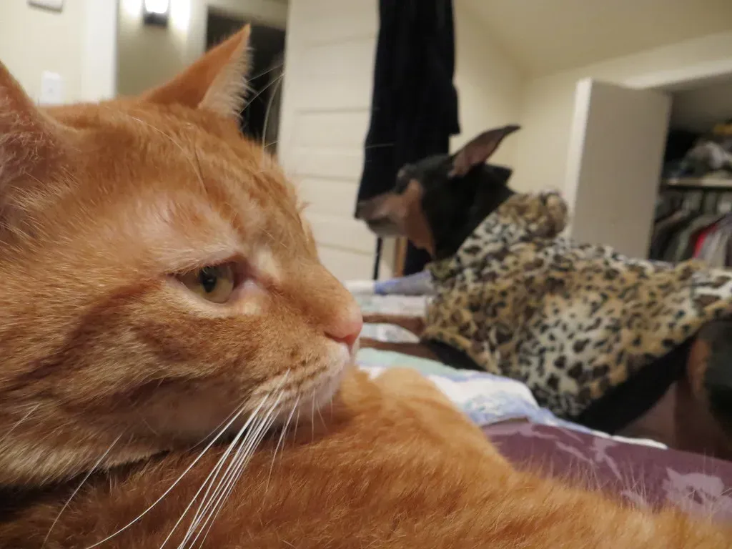 #5 - In Multi-Pet Homes, It's a Territorial Power Move (Jason Riedy, Flickr, CC BY 2.0)