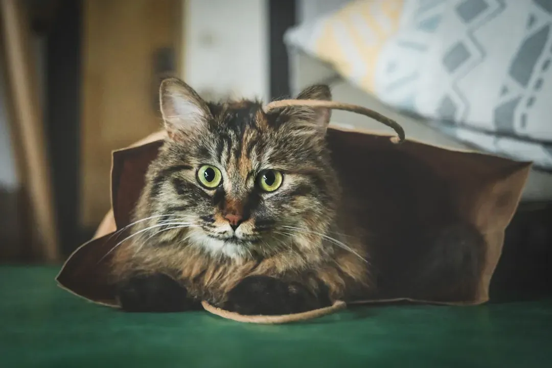 2. The Paper Bag (Image Credits: Unsplash)