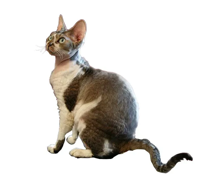 #9 Devon Rex: The Mischief-Maker Who Wants a Co‑Conspirator (By Desaix83, d'après le travail de Pathfinder Linden, CC BY 2.0)