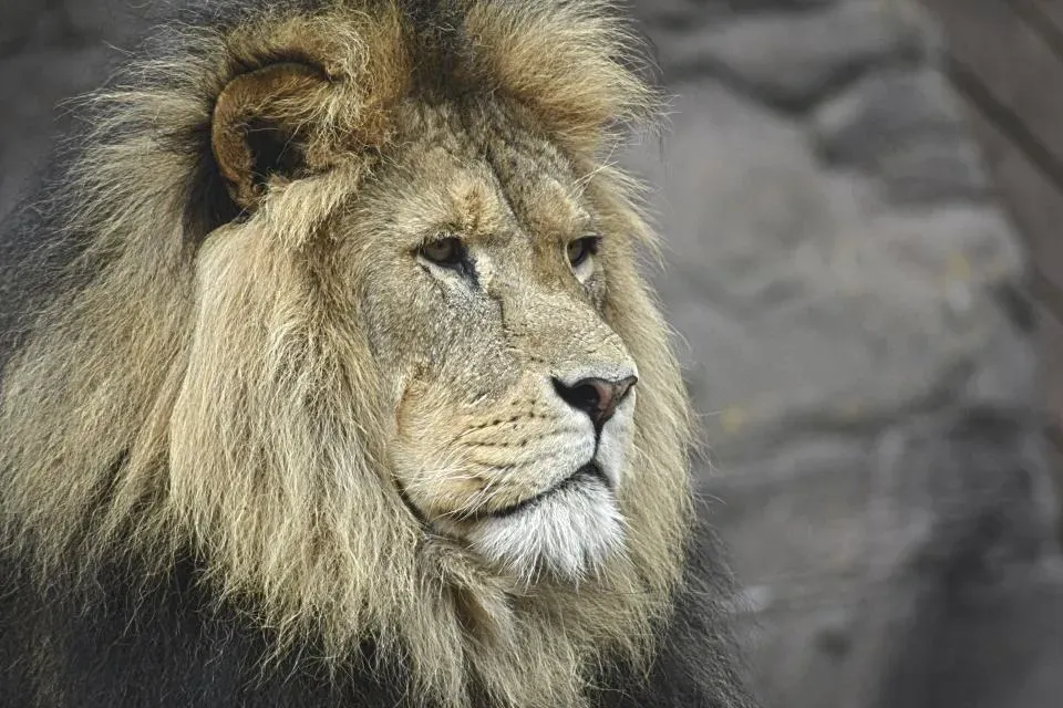 Scorpio: The Intense Powerhouse (Image Credits: Stocksnap)