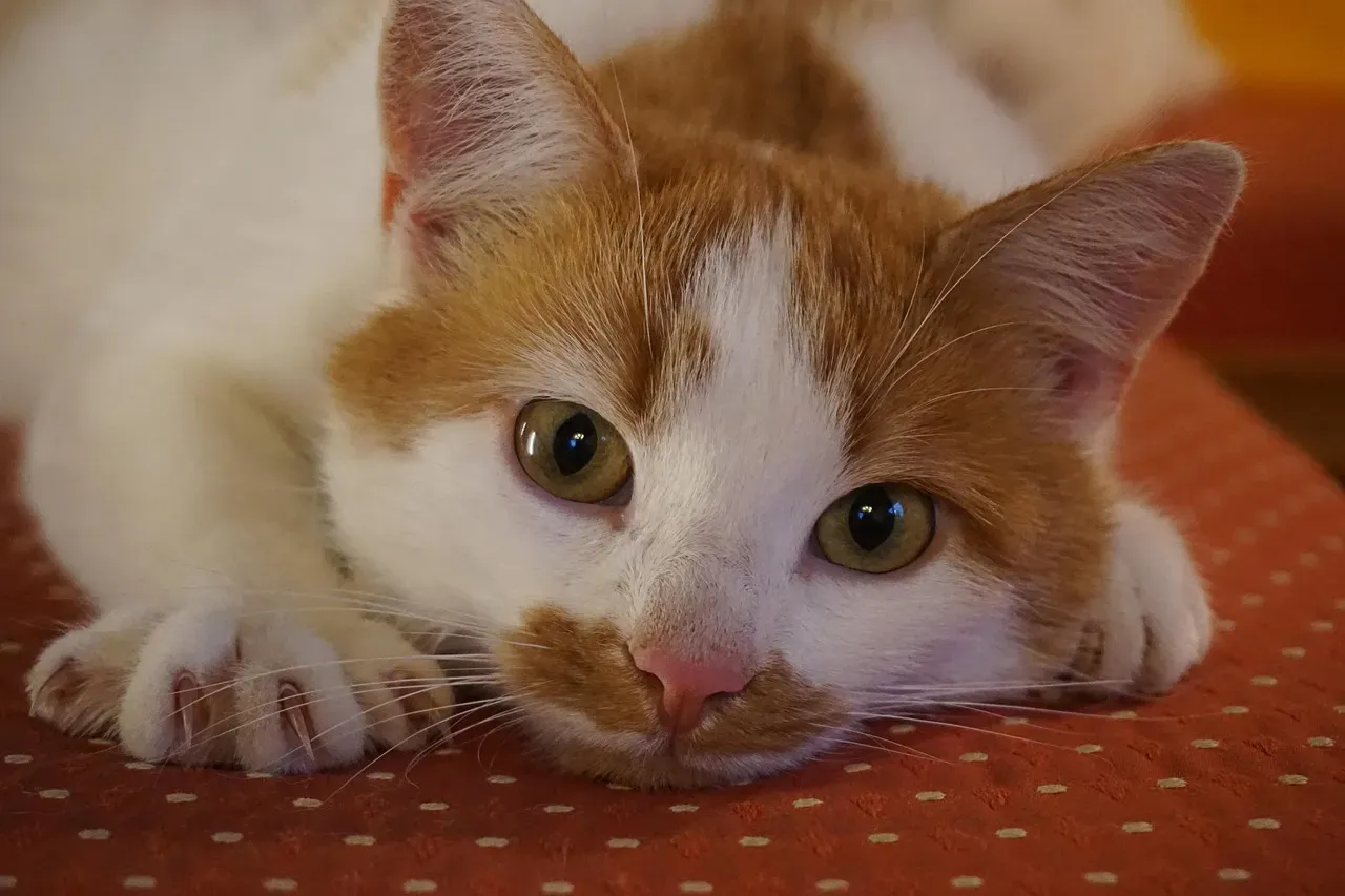 #5 - Why Your Cat's Claws Tell a Story You've Never Read (Image Credits: Pixabay)