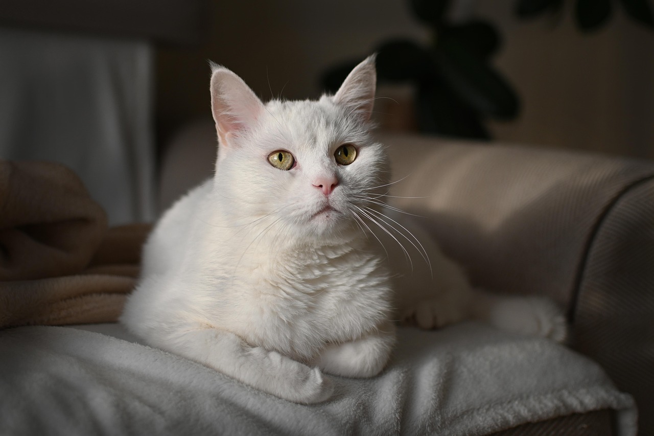 What About Indoor-Only Cats? (Image Credits: Pixabay)