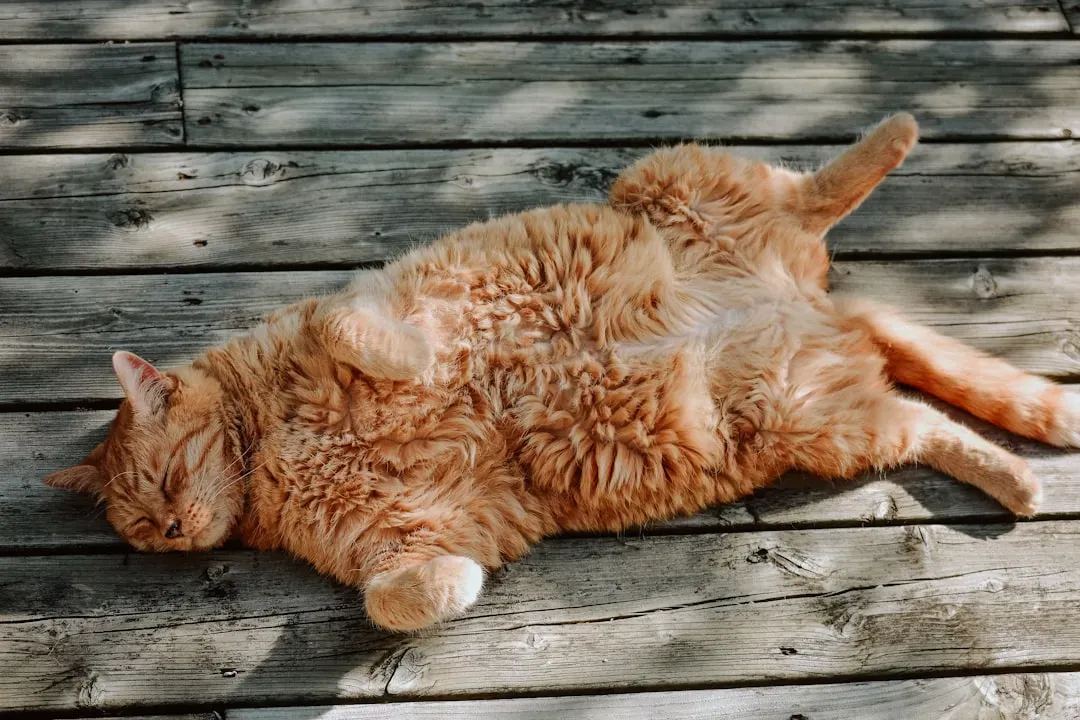 5. Your Cat Exposes Their Belly to You (Image Credits: Unsplash)