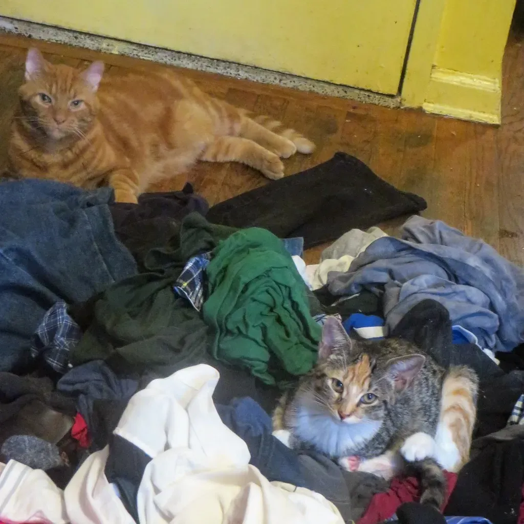 Conclusion: Your Laundry Pile Is a Love Story (Image Credits: Flickr)