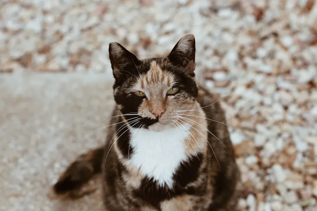 Conclusion: Finding Your Perfect Pennsylvania Companion (Image Credits: Unsplash)