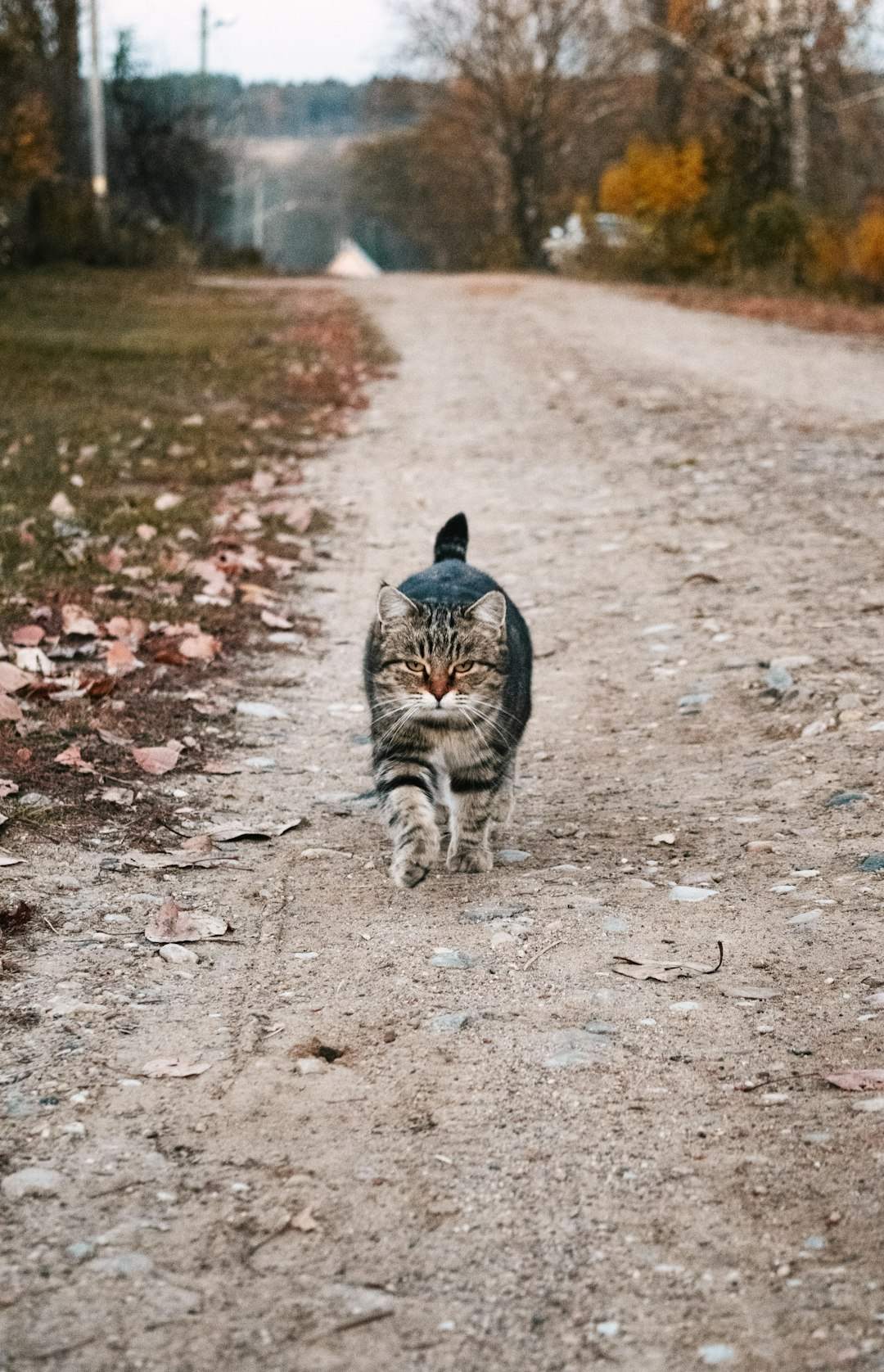 Following You Like a Shadow (Image Credits: Unsplash)
