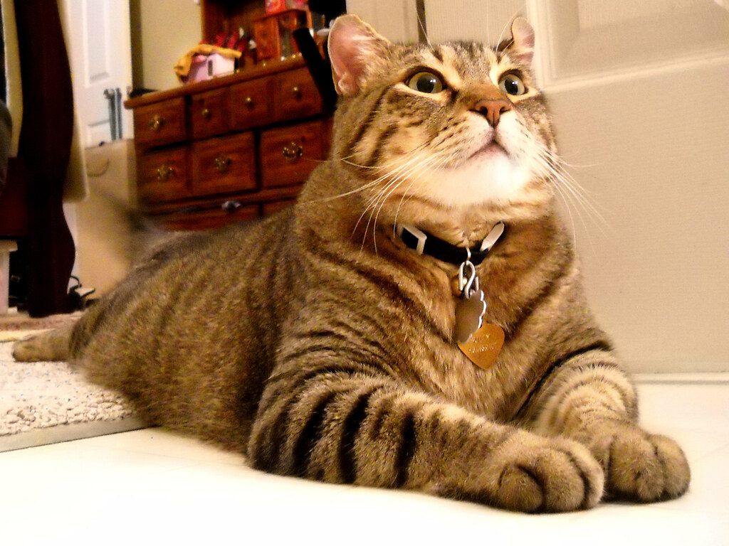 Fear of Missing Out and Social Connection (Image Credits: Flickr)