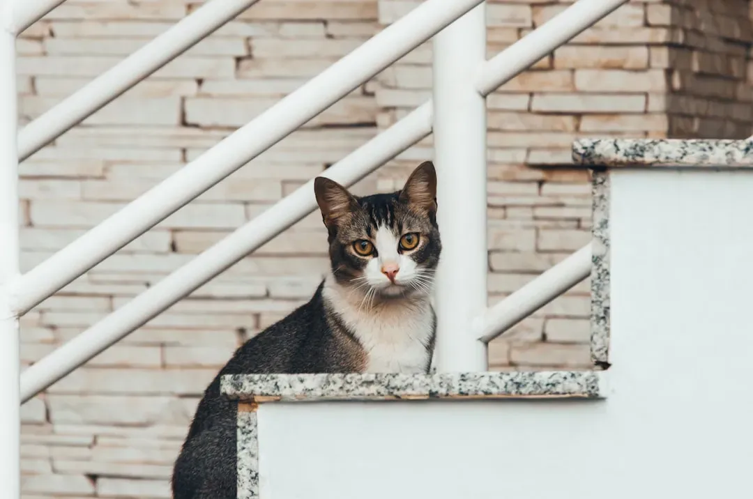 The Attentive Observation Stare (Image Credits: Unsplash)