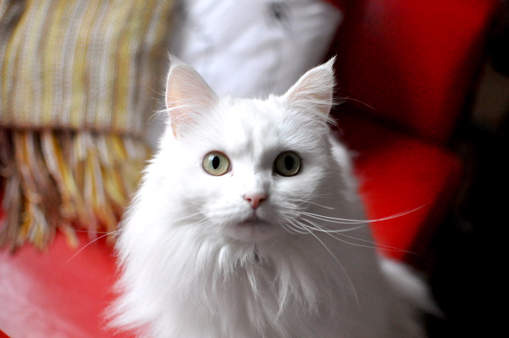 Turkish Angora - The Intelligent Performer (Image Credits: Flickr)