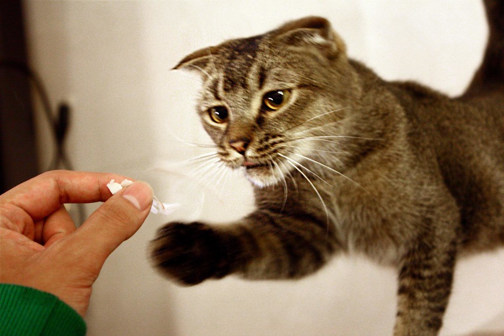 Scottish Fold: The Empathic Observer (Image Credits: Flickr)