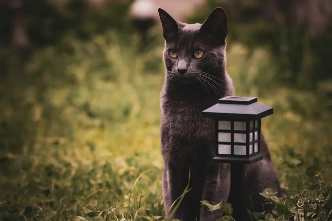 Problem-Solving Skills That Surprise Researchers (Image Credits: Unsplash)