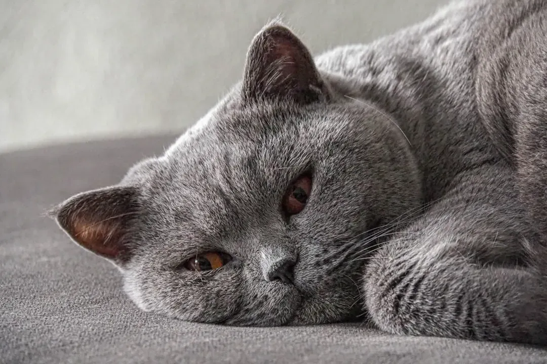 #8. British Shorthair (Image Credits: Unsplash)