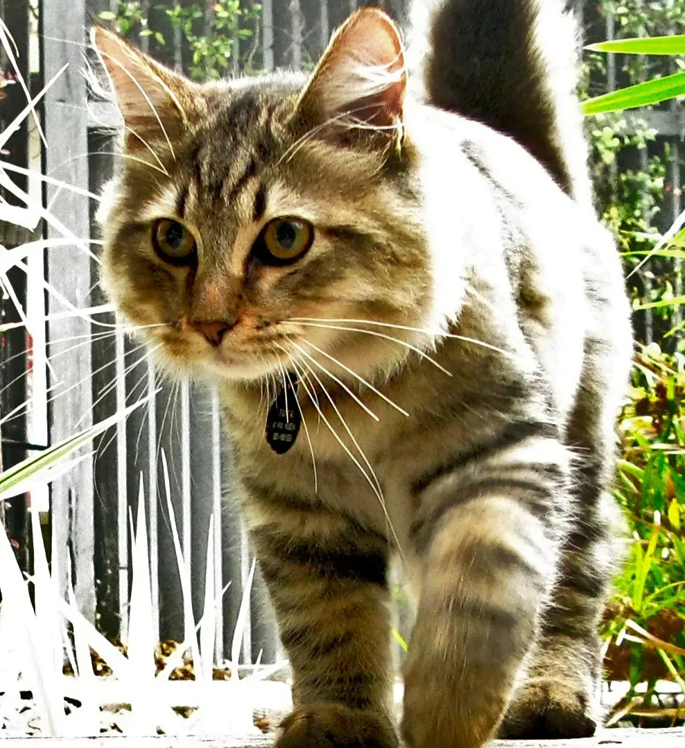 #19 - American Bobtail (Image Credits: Wikimedia)