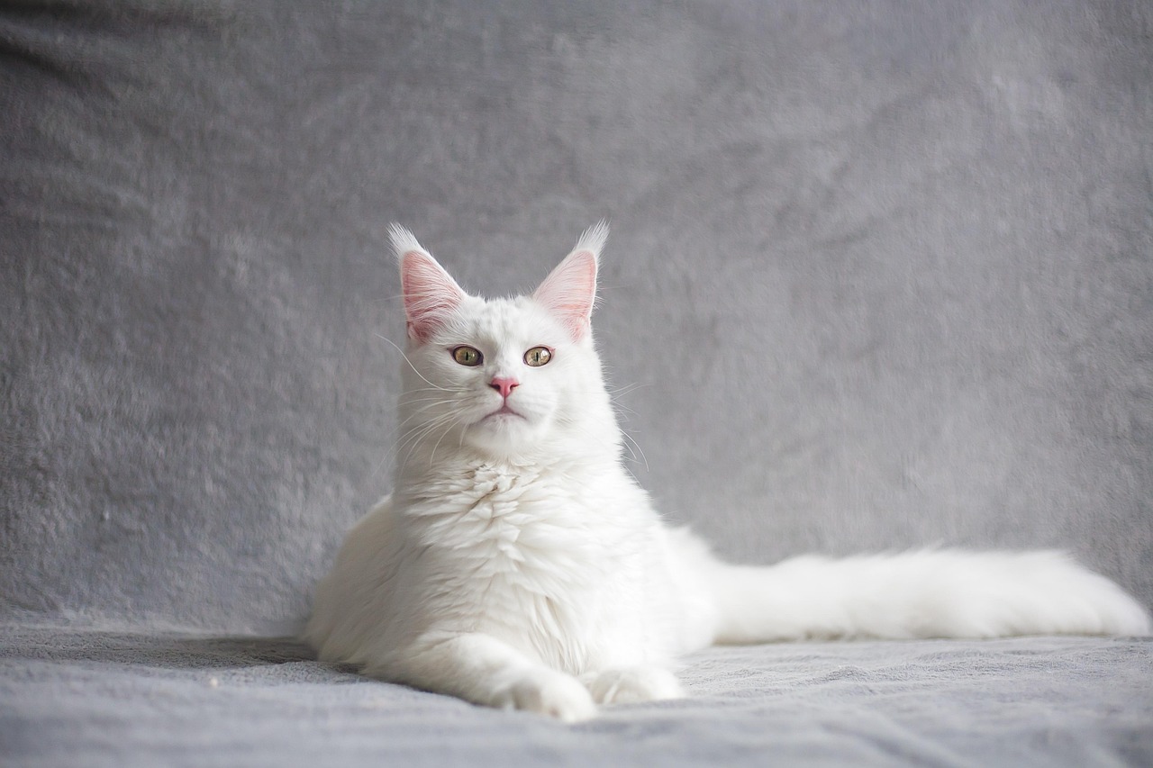 They Made History as the First Cloned Pet (Image Credits: Pixabay)