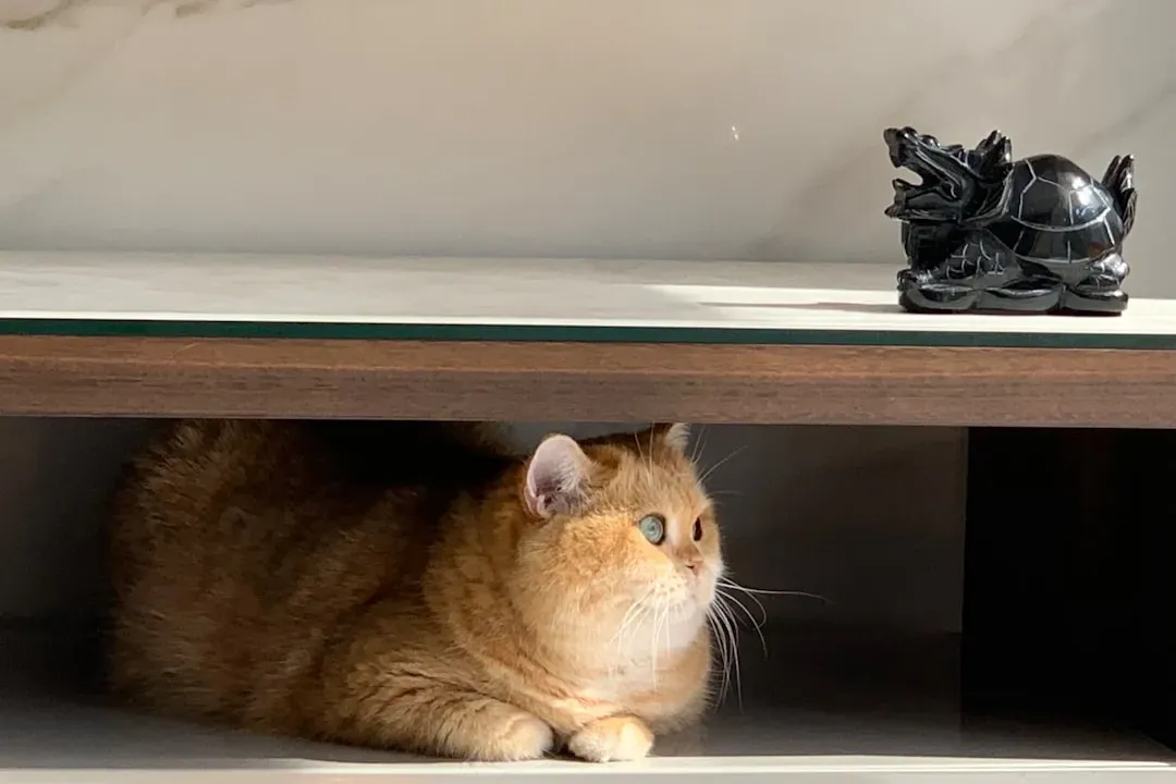 Inside Open Drawers and Cabinets (Image Credits: Unsplash)