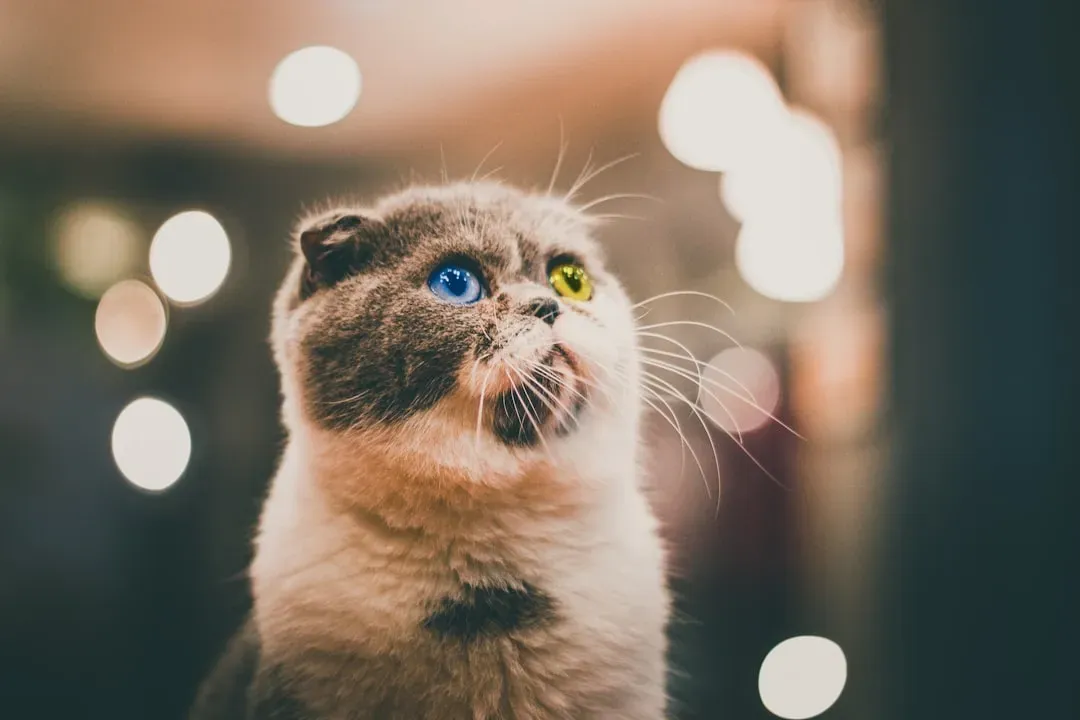 The Spiritual Dimension: What Belief Systems Say the Stare Really Means (Image Credits: Unsplash)