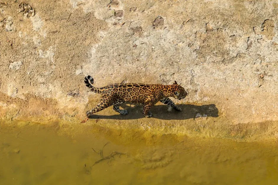 #5 Hunting in water most cats avoid (Image Credits: Pexels)