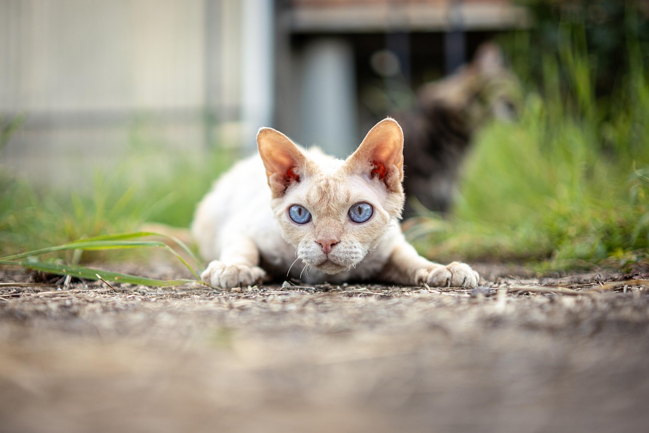All Devon Rex Cats Can Be Traced Back to One Famous Feline Named Kirlee (Image Credits: Pixabay)