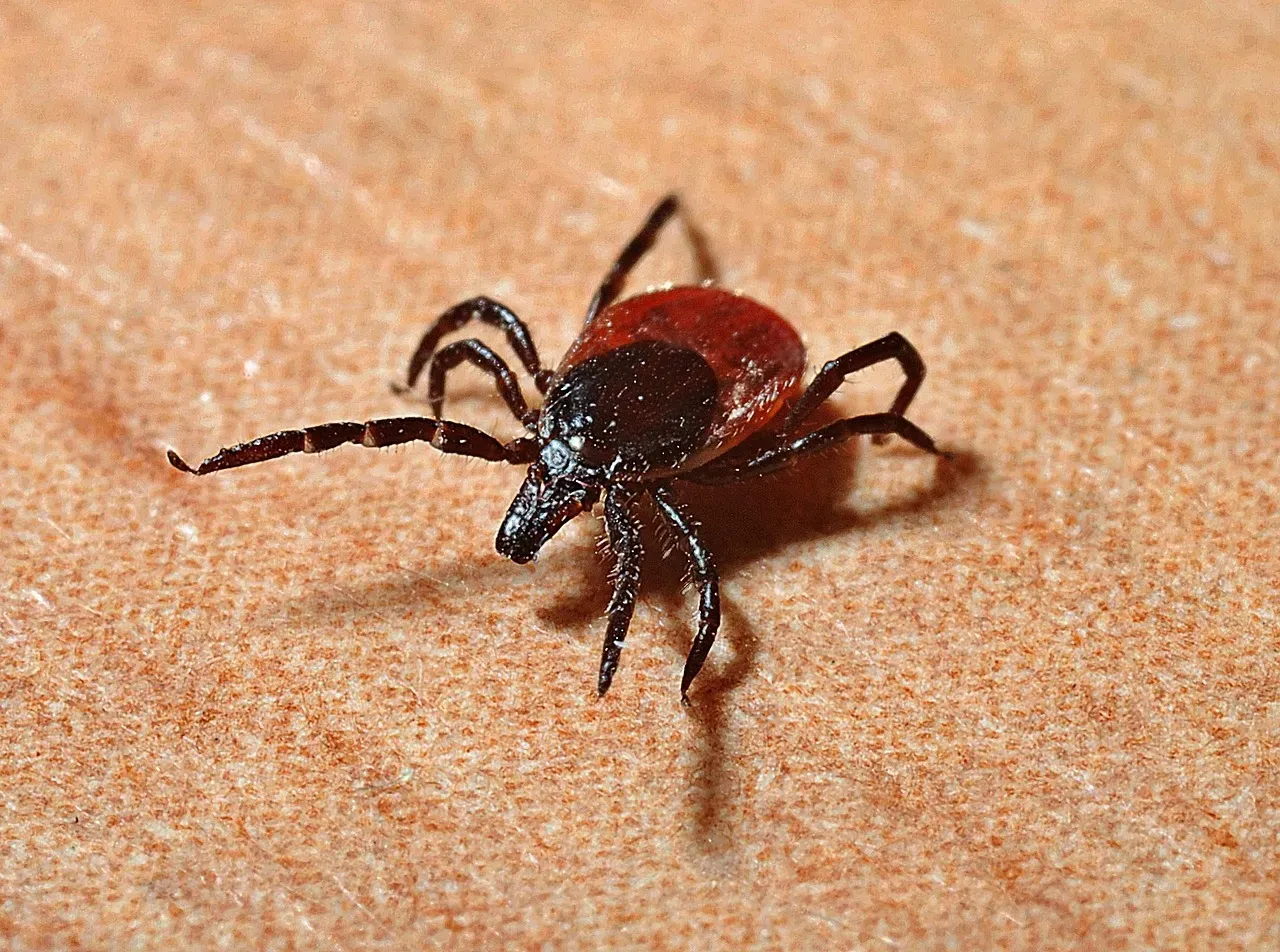 Wisconsin: The Upper Midwest's Tick Epicenter (Image Credits: Pixabay)