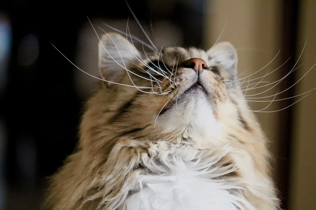 The Whisker Fatigue Factor (Image Credits: Unsplash)